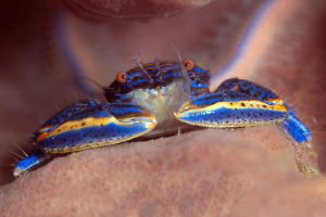 Porcelain Crab, Seraya by Doug Anderson 